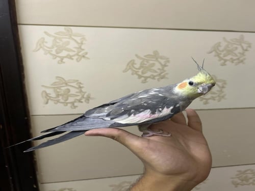 كروان اليف ومتكلم