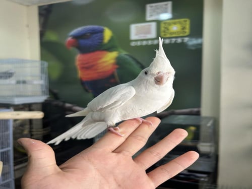 ذكر كروان أليف