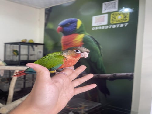 كنيور يلوسايد دبل رد فاكتور اليف وهدد