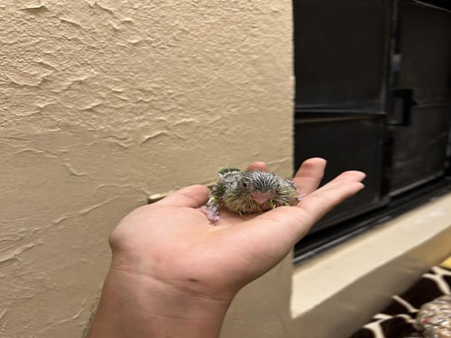 فرخ ميني روز (بارتوليت )