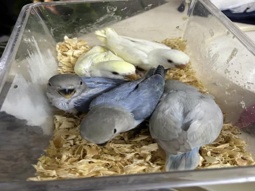 فروخ روز نهاية غر