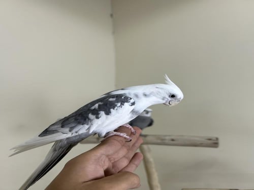 ذكر كروان اليف وهدد ومتكلم