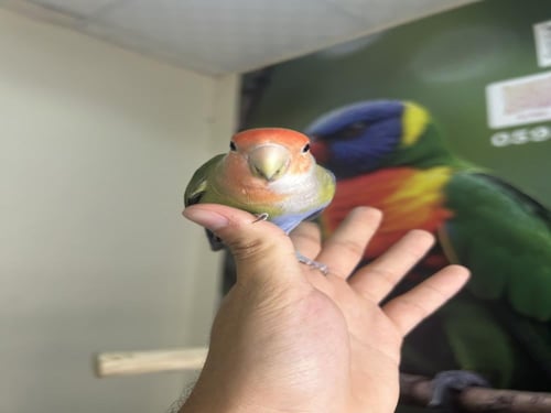 روز اليف وهدد (هاف سلايد ) نوادر