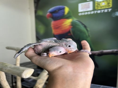 فرخين دره هندي اخضر