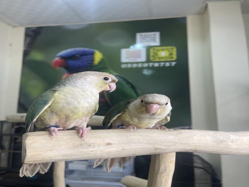 كنيور سنمون تركواز اليف وهدد