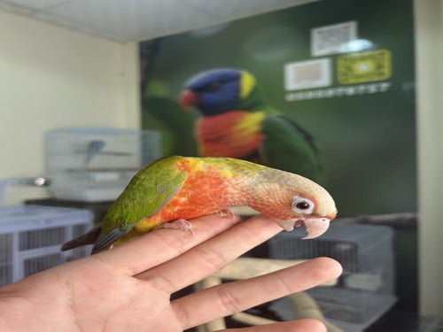 كنيور أناناس دبل رد فاكتور اليف وهدد