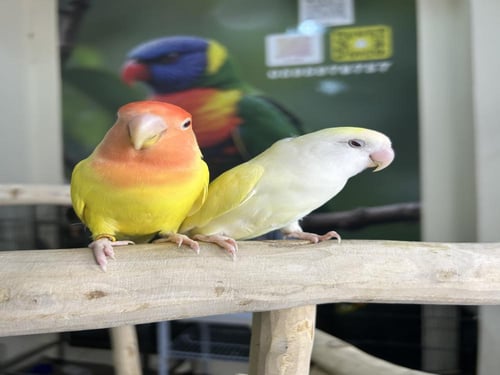 حبتين روز اليفه