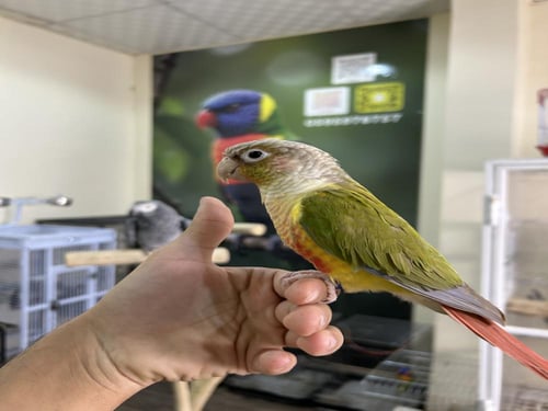 كنيور أناناس اليف وهدد ومتكلم