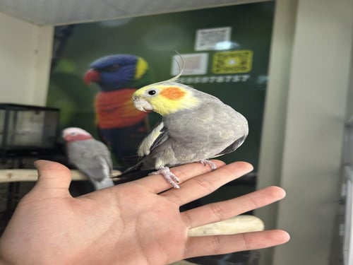 كروان اليف وهدد ومتكلم