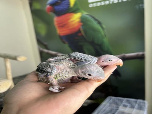 فرخين دره هندي اخضر