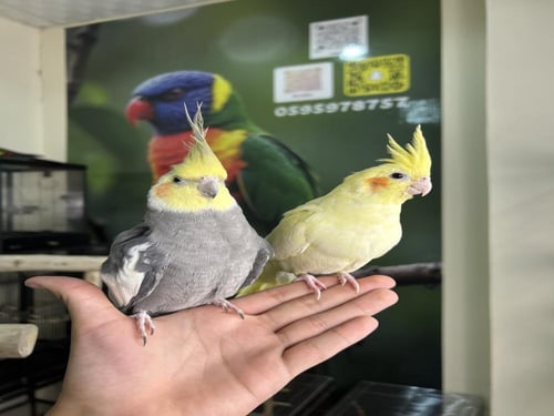 زوج كروان اليف وهدد