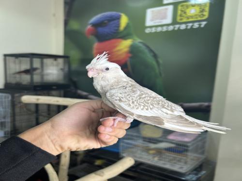 كروان هولندي فراشه اليف