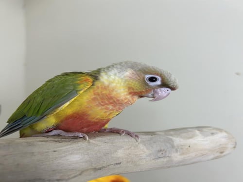 كنيور اليف وهدد نهاية غر