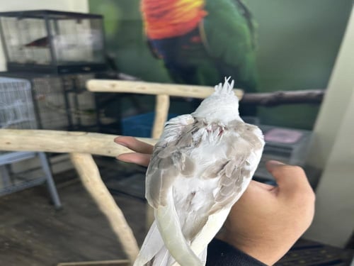 كروان هولندي مكتف اليف