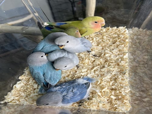 مجموعه فروخ روز