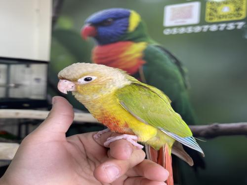 كنيور اناناس اليف وهدد