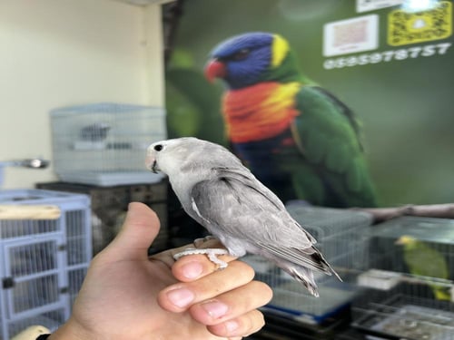 ذكر روز اليف وهدد