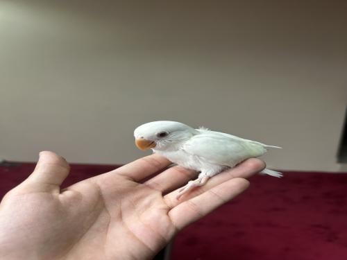 فرخ روز البينو