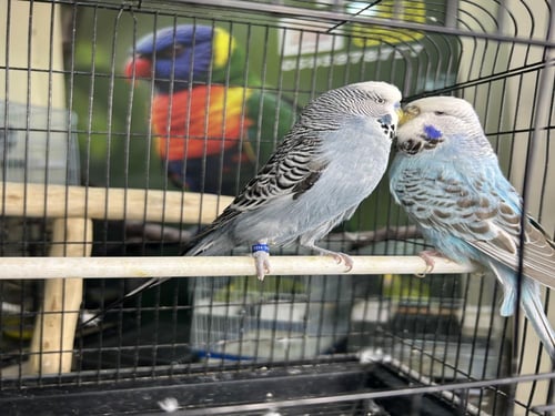 زوج بادجي إنجليزي