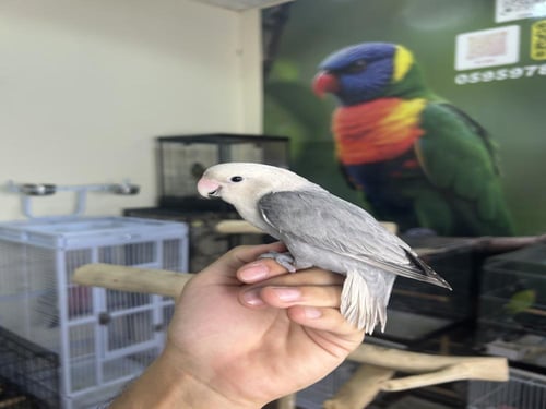 روز أليف وهدد