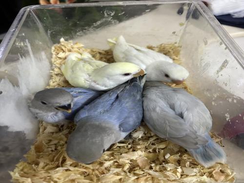 فروخ روز نهاية غر