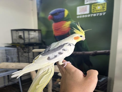 ذكر كروان اليف وهدد ومتكلم