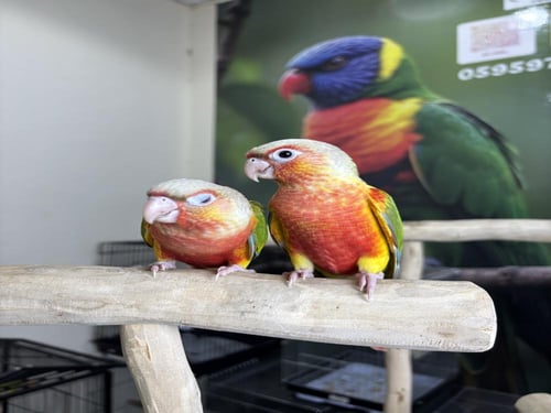 كنيور اناناس دبل رد فاكتور