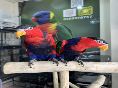 لوري هجين نوادر اليف وهدد ومتكلم