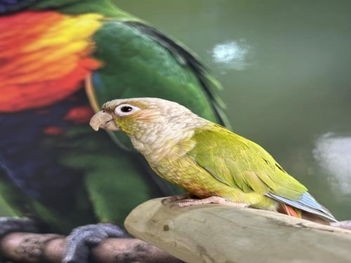 كنيور اليف وهدد