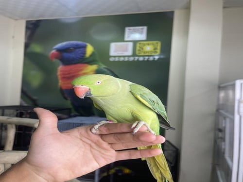 انثى دره اليف وهدد