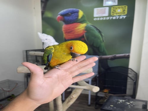 صن كنيور اليف وهدد