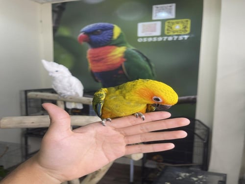 صن كنيور اليف وهدد