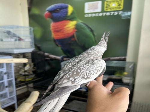 انثى كروان أليف