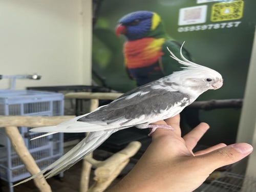 كروان اليف ومغرد