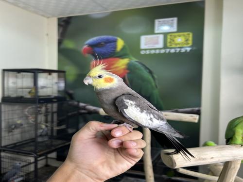 كروان نورمل اليف