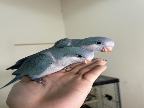 كويكر ازرق اليف وهدد