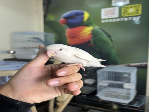 روز اليف وهدد