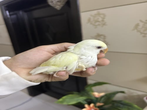 فروخ روز نهاية غر