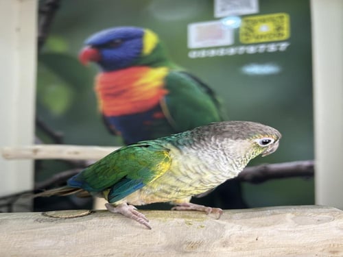 كنيور يلوسايد تركواز اليف وهدد نشبه