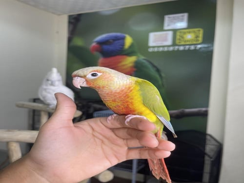 كنيور اناناس رد فاكتور اليف وهدد