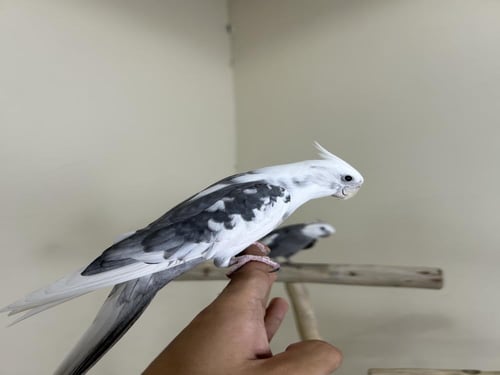 ذكر كروان اليف وهدد ومتكلم