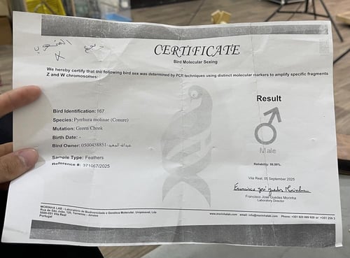 ذكر كنيور قرين شيك اليف وهدد