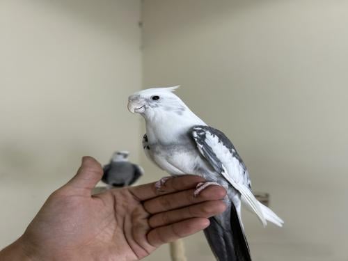 ذكر كروان اليف وهدد ومتكلم