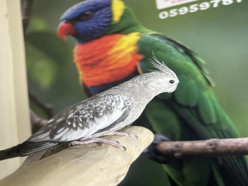 كروان هولندي اليف وهدد