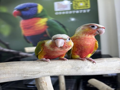 كنيور اناناس دبل رد فاكتور