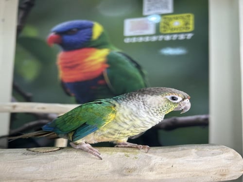 كنيور يلوسايد تركواز اليف وهدد نشبه