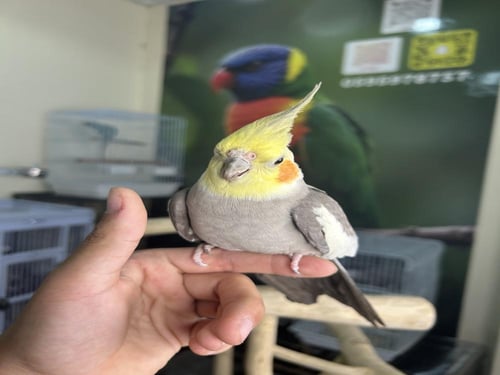 كروان أليف و مغرد