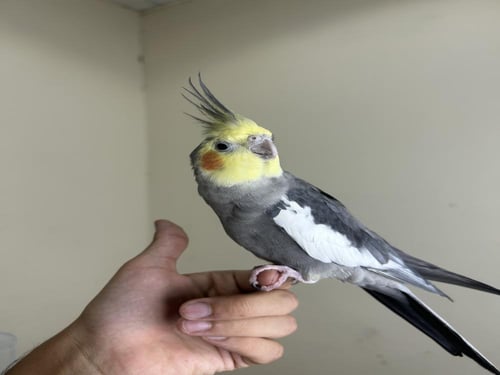 ذكر كروان اليف وهدد ومتكلم