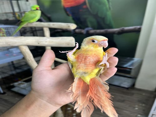 كنيور صن شيك اليف وهدد