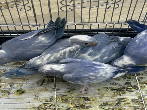 فروخ دره هولندي ابرق